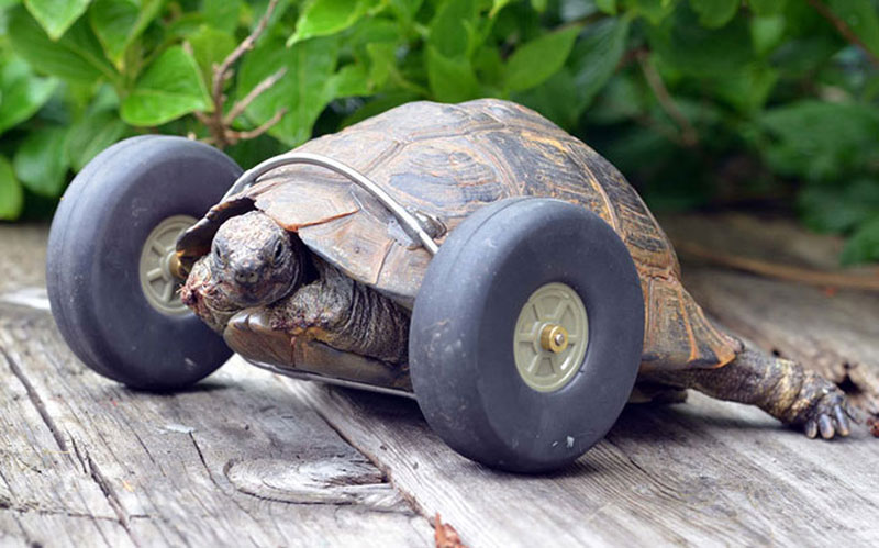 this 90 year old tortoise lost her front legs so her owners gave her a new set of wheels 3 Guy Walks His Pet Tortoise Around the Streets of Tokyo
