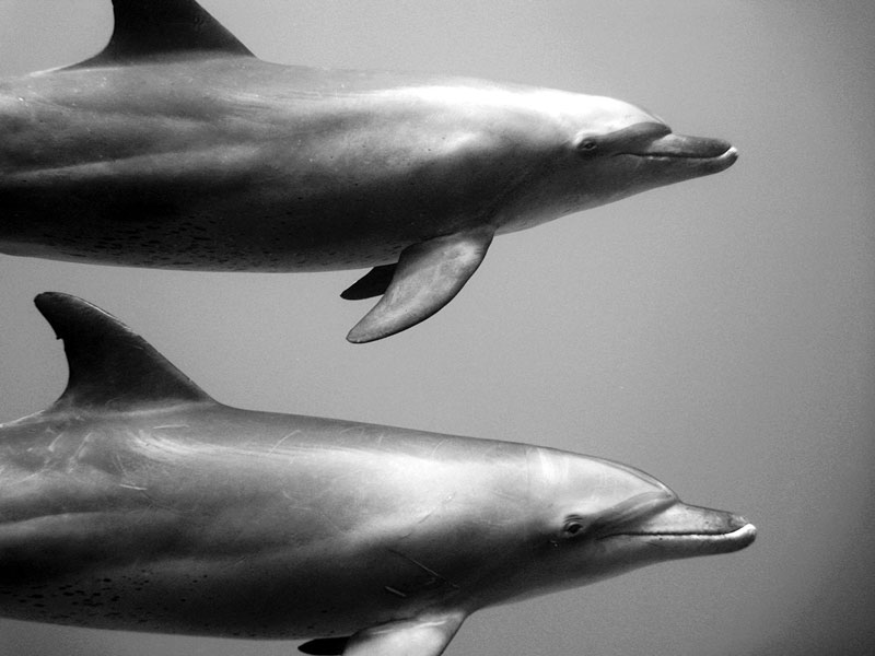 Underwater Animal Photography by Jorge Cervera Hauser (11)