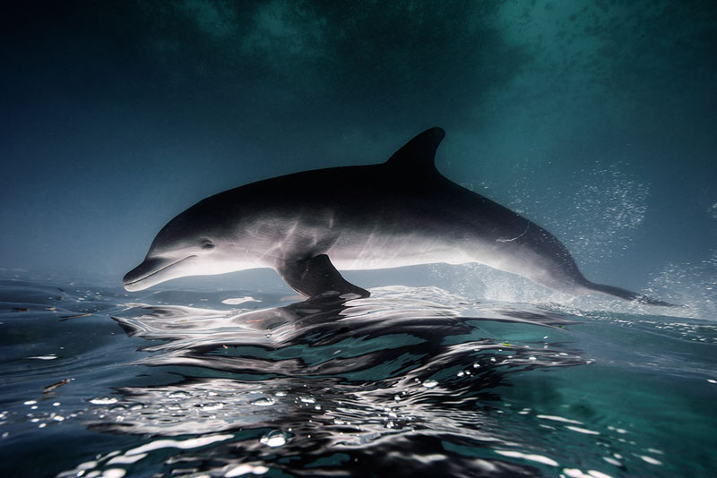 16 Breathtaking Underwater Animal Photos by Jorge Hauser