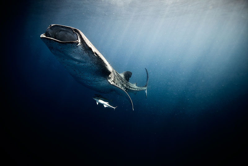 Underwater Animal Photography by Jorge Cervera Hauser (13)