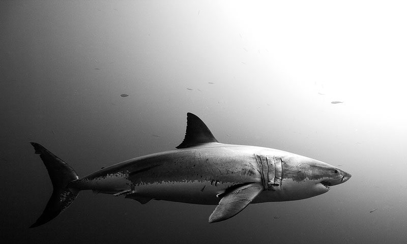 Underwater Animal Photography by Jorge Cervera Hauser (14)