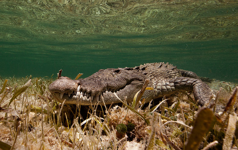 Underwater Animal Photography by Jorge Cervera Hauser (3)