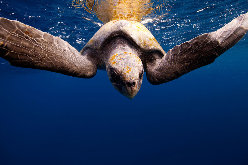 Underwater Animal Photography by Jorge Cervera Hauser (6)