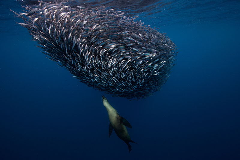 Underwater Animal Photography by Jorge Cervera Hauser (7)