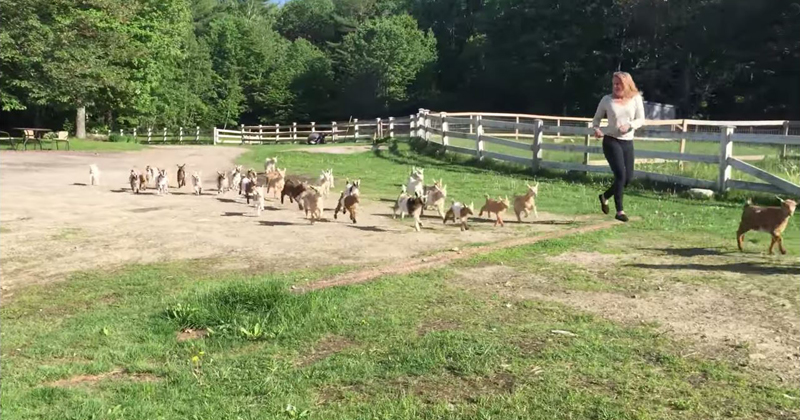 This Running of the Goats is Way Better than the Bull Version