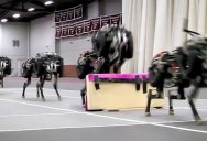 Autonomous MIT Cheetah Robot Lands First-Ever Running Jump