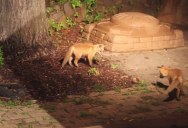 Baby Foxes Sneak Into a Backyard and Play with a Dog’s Ball