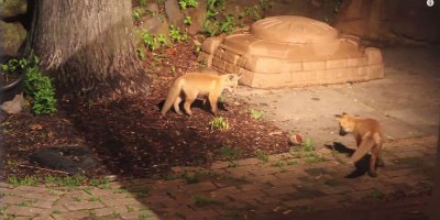 Baby Foxes Sneak Into a Backyard and Play with a Dog's Ball