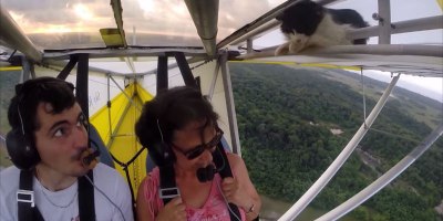 Chill Cat Sneaks Onto Wing of Glider Plane After Pilot's Pre-Flight Check