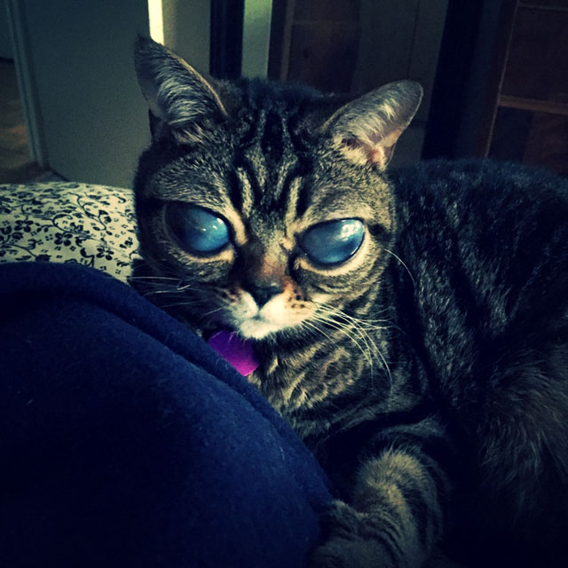 cat with huge eyes alien cat matilda (10)