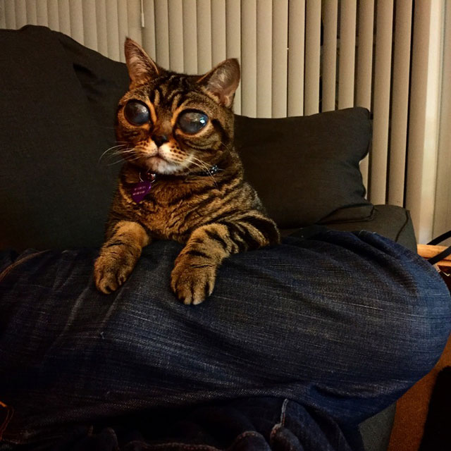 This Cat has the Biggest Eyes I Have Ever Seen (11 Photos) » TwistedSifter