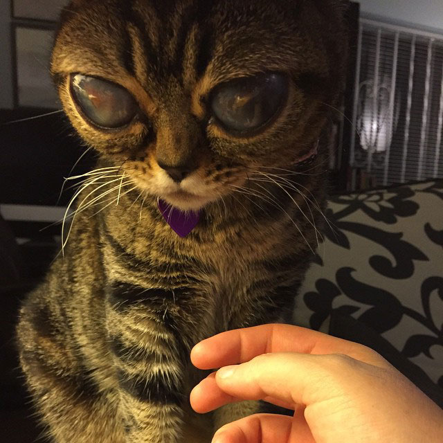 cat with huge eyes alien cat matilda (7)