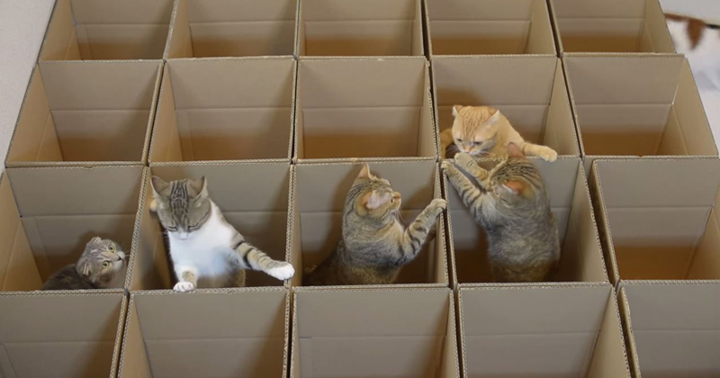 9 Cats, 20 Boxes