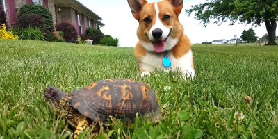 Corgi Mistakes Turtle for a Rock, Watch His Reaction When It Moves
