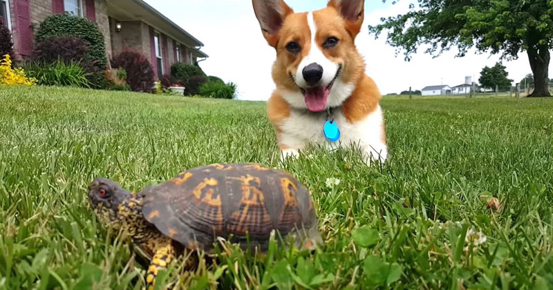 Corgi Mistakes Turtle for a Rock, Watch His Reaction When It Moves