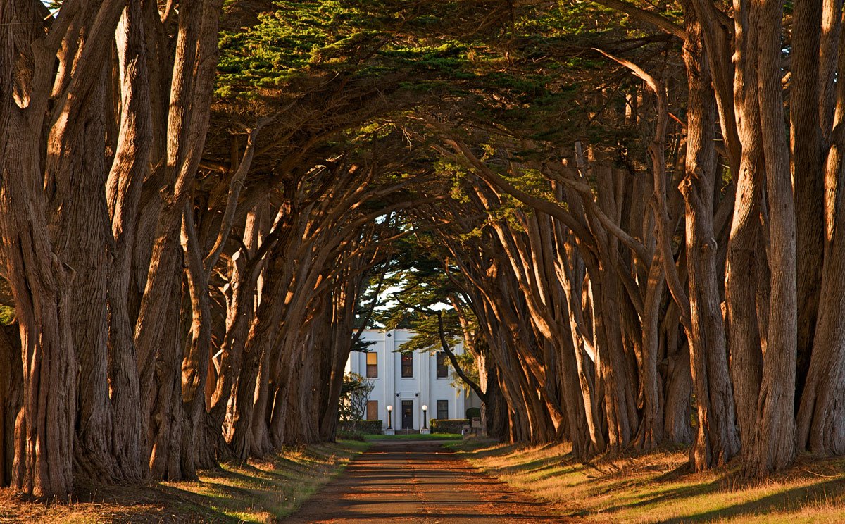 cypress tree avenue kph point reyes california The Top 50 Pictures of the Day for 2015