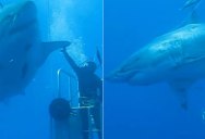Diver Posts Unreleased Footage of ‘Deep Blue’, One of the Largest Great Whites Ever Filmed