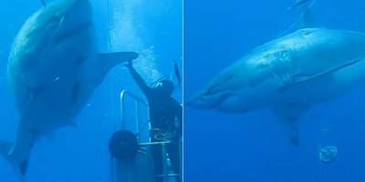 Diver Posts Unreleased Footage of 'Deep Blue', One of the Largest Great Whites Ever Filmed