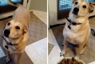 Dog Gets Super Excited for Food but Remains Patient