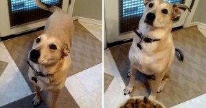 dog gets super excited by food but remains patient dog gets super excited by food but remains patient