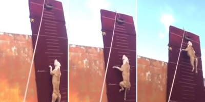 Amazing Dog Jumps Up a 12.8 ft High Wall