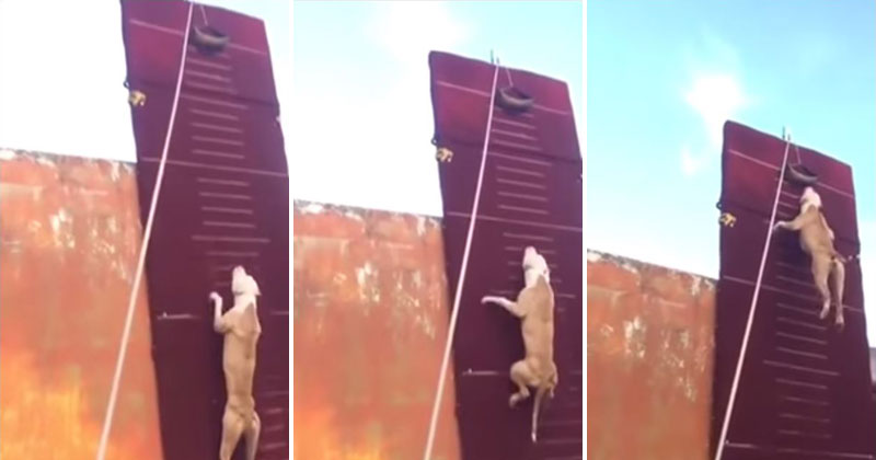 Amazing Dog Jumps Up a 12.8 ft High Wall