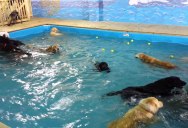 This Doggy Day Care Has an Awesome Pool Party Every Day