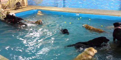 This Doggy Day Care Has an Awesome Pool Party Every Day