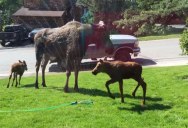 Just a Family of Moose Playing in a Sprinkler