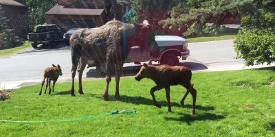 Just a Family of Moose Playing in a Sprinkler