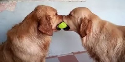 Golden Retrievers Playing Tug of War with a Tennis Ball