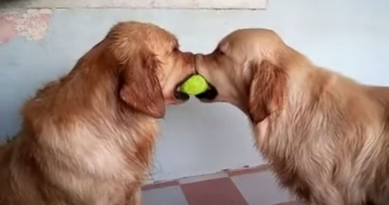 Golden Retrievers Playing Tug of War with a Tennis Ball