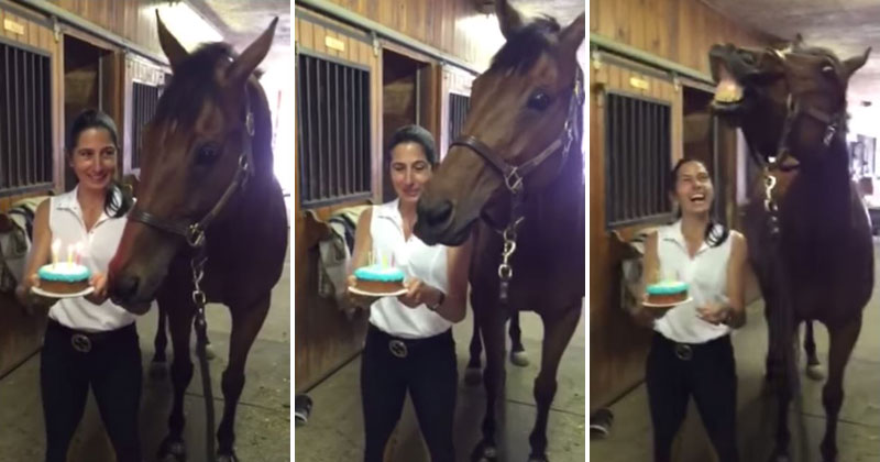 Horse Blows Out His Own Birthday Candles. Gives the Biggest Smile Ever