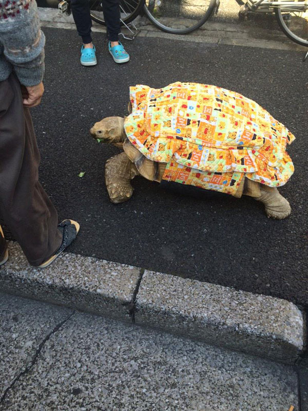 mitani hisao wakls his tortoise around tokyo (1)