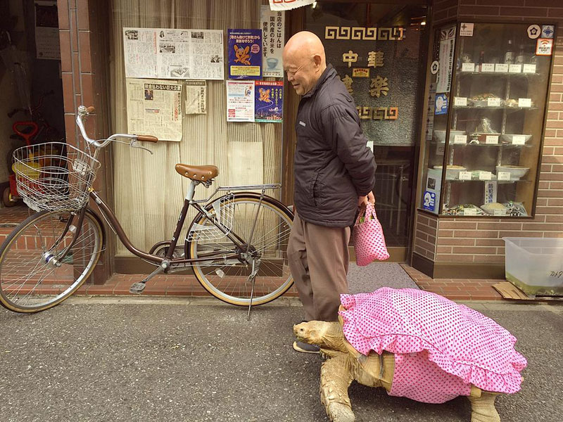 mitani hisao wakls his tortoise around tokyo (2)