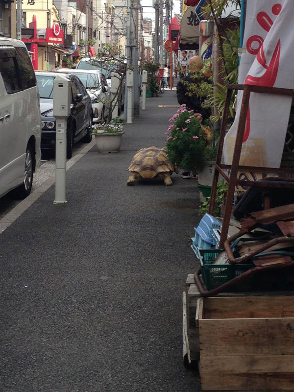mitani hisao wakls his tortoise around tokyo (5)