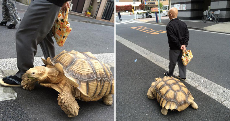 Guy Walks His Pet Tortoise Around the Streets of Tokyo
