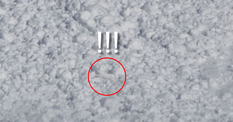 Rabbit Makes Harrowing Dash Across Avalanche and Survives!