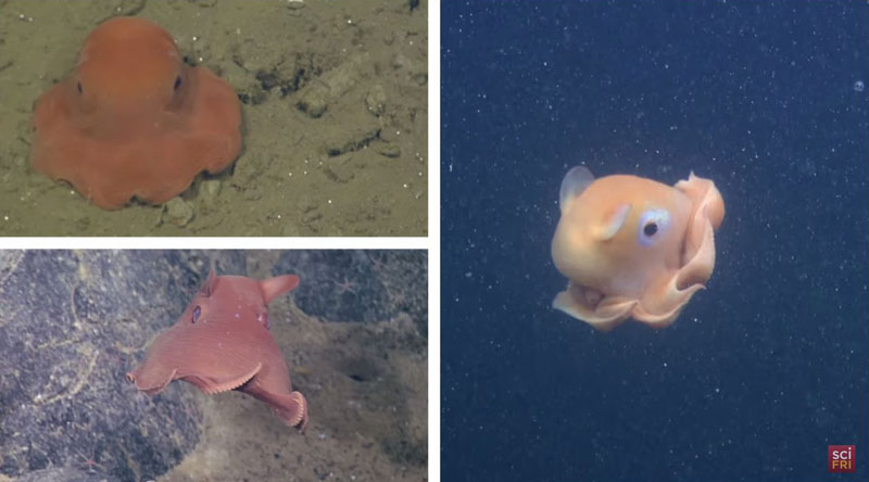 Scientists Want To Call This Unnamed Octopus Species Adorabilis (1)
