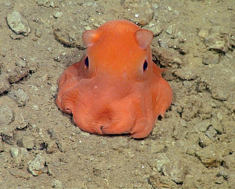 Scientists Want To Call This Unnamed Octopus Species Adorabilis (5)