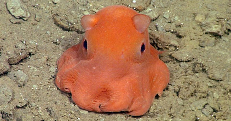 Scientists Want To Call This Unnamed Octopus Species 'Adorabilis'