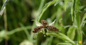 slow motion close ups of plants with exploding seeds slow motion close ups of plants with exploding seeds