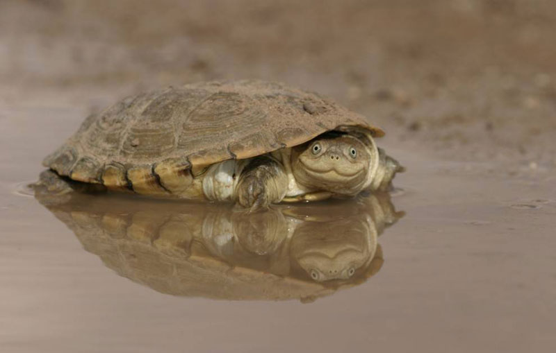 smiling turtle The Shirk Report   Volume 323