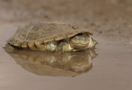 The Shirk Report – Volume 323