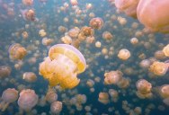 A Surreal Swim Through Jellyfish Lake Set to Beautiful Piano Music