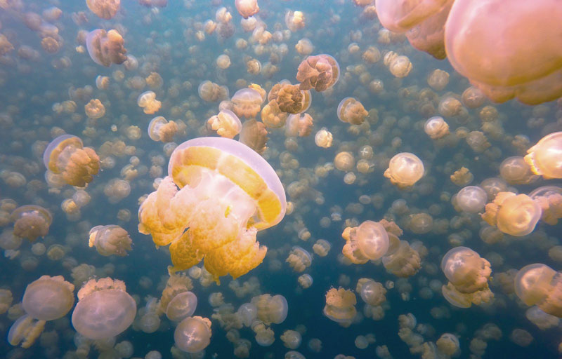 A Surreal Swim Through Jellyfish Lake Set to Beautiful Piano Music