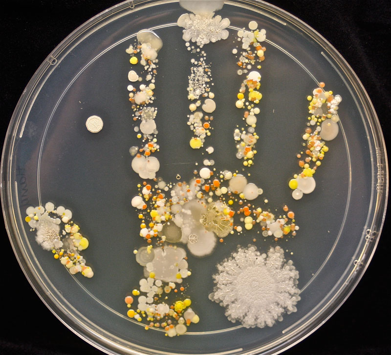 tasha sturm takes handprint of boy playing outside and incubates ther results (7)