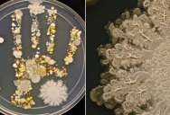 Microbiologist Takes Handprint of Her Son After Playing Outside and Incubates the Results