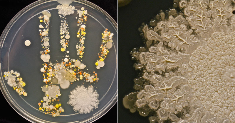 Microbiologist Takes Handprint of Her Son After Playing Outside and Incubates the Results