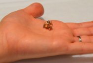 This Tiny Self-Folding Origami Robot can Walk, Swim and Degrade